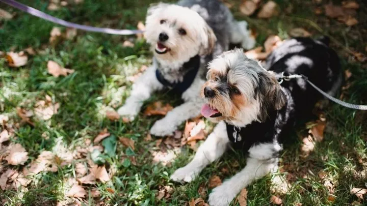 Hombre encuentra un pitbull atado a un árbol y lee la carta que está al lado