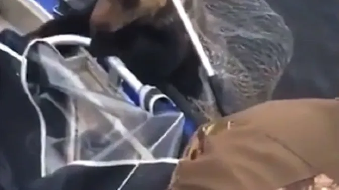 Bärenmutter lässt erschöpfte Jungen zum Ertrinken hinter sich; bis Angler diesen Rettungsversuch starten