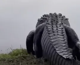 Wetenschappers zijn met stomheid geslagen na deze bizarre ontdekking in het lichaam van een reusachtige alligator!