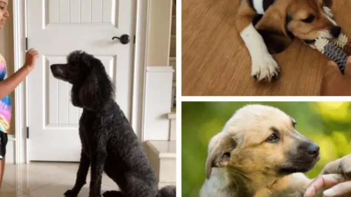 Was sagt Ihr Hund wirklich? Entdecken Sie 43 Tipps, um den Hundecode zu knacken!