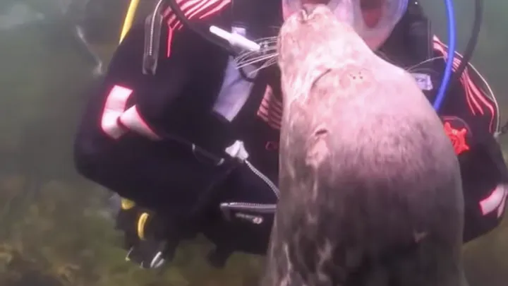 El buzo no entendió lo que quería la foca hasta que el animal tomó su mano.