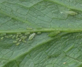 Nerven dich Blattläuse im Garten und auf deinen Pflanzen? DAS hier könnte helfen!