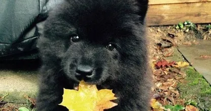 Une famille a acheté un chien, mais le vétérinaire a appelé la police dès qu'il l'a vu.
