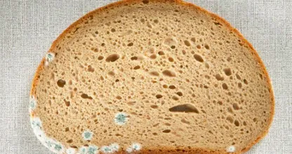 This is why you should never pick mould off your bread!
