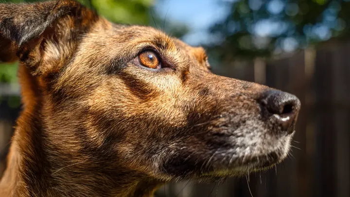 Hond begint te graven in de achtertuin - wat hij vindt verandert het leven van zijn eigenaar voor altijd