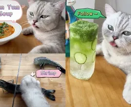 Kat gaat viraal op TikTok met kookfilmpjes