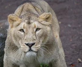 Dat is schrikken: leeuwin ontsnapt uit verblijf in Vlaamse dierentuin