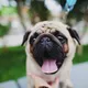 Is je hond een beetje te dik? Maak hem blij met deze gezonde traktatie