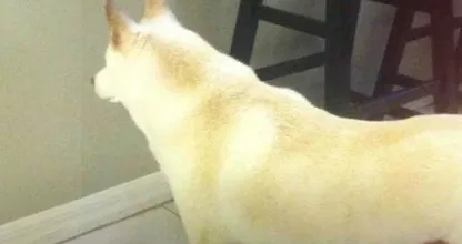 Man installs camera after dog stares at a spot on the wall for days