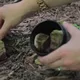Enterre seus sacos de chá usados ​​em seu jardim e isso é o que acontecerá! Surpreendente!