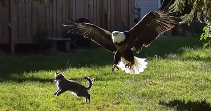 鷲が庭から猫をさらう - 隣人が発見したものはあなたの心を揺さぶるだろう！
