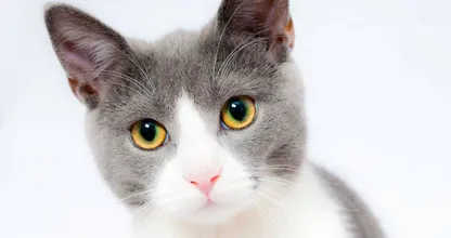 Wat lief! Dit zijn de tekenen dat je kat écht van je houdt