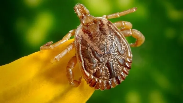 Onderzoekers waarschuwen! Teken dragen nieuw virus over: dodelijker en erger dan de ziekte van Lyme!
