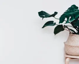 Dit is hoe je van de schimmel op de potgrond van je plant af komt
