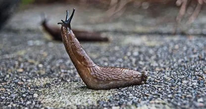 Last van naaktslakken in de tuin? Zo kom je er gemakkelijk vanaf