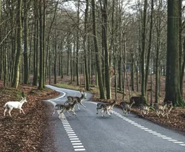 Een dier aangereden, wat nu?