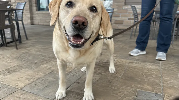 Dieser Hund trug eine Kamera, die Fotos machte, wann immer er aufgeregt war - die daraus resultierende Zusammenstellung lässt Herzen schmelzen