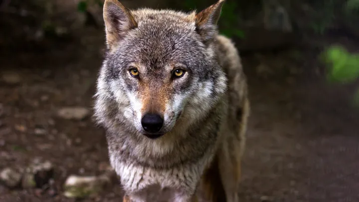 Afgesneden wolvenkop achtergelaten voor de deur van natuurbeschermingsorganisatie in Duitsland