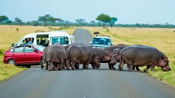 Hippo-Herde blockiert Straße für Stunden – Was sie beschützten, verblüfft Zuschaue