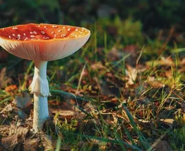 September: dit kun je deze maand doen in de tuin