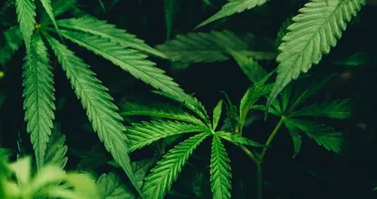 Afgelopen jaar veel minder drugslabs en wietplantages ontmanteld