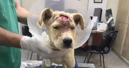 Vreselijk! Dit arme hondje is meerdere malen in z'n kop geschoten, maar wat er dan gebeurt...