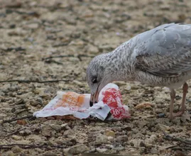 Handig: met dit trucje durven meeuwen geen eten meer te stelen