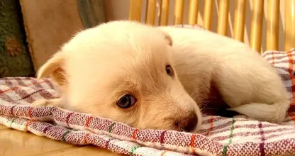 Getuigen gezocht: Politie Eemnes treft vijf puppy's dood aan op een grasveld