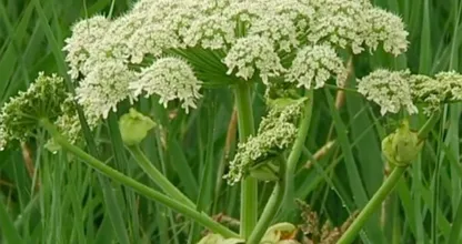 Beware: warn children about this dangerous plant before they go outside to play!