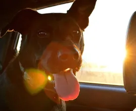 Jeden Sommer sterben Hunde, weil ihre Besitzer diese Gefahr unterschätzen