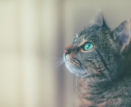 5 tekenen dat je met je kat naar de dierenarts moet