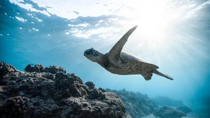 Bijzondere schildpad gevonden op Terschelling