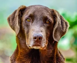 El perro más viejo del mundo tiene 30 años y vive en Portugal