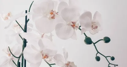 Zo verzorg je een orchidee in 4 stappen