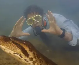This Man Found A Giant Snake - He Couldn't Understand What Was Inside This Snake!