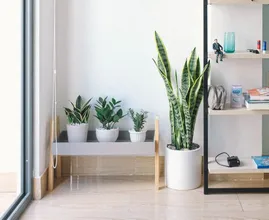 Verwarming weer aan? Zó blijven je kamerplanten gezond