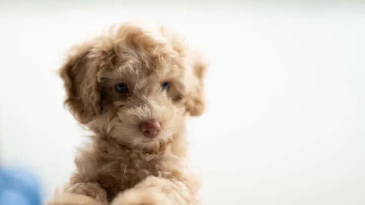 Het hele internet is in de ban van deze puppy – en wij snappen waarom