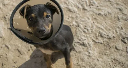 Kan jouw hond het coronavirus krijgen? Wij leggen het je uit