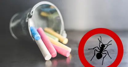 Waarom een simpel krijtje kan helpen tegen mieren