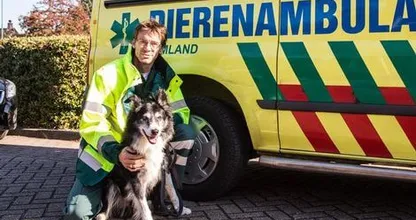 Verschrikkelijk: deze Border Collie werd achtergelaten in de polder, wie weet van wie deze hond is? Delen svp!