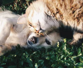 Untersuchungen zur Folge ist dies der Unterschied zwischen Hunde- und Katzenmenschen.