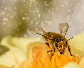 Mit diesen einfachen 3 Schritten rettest du Bienen!