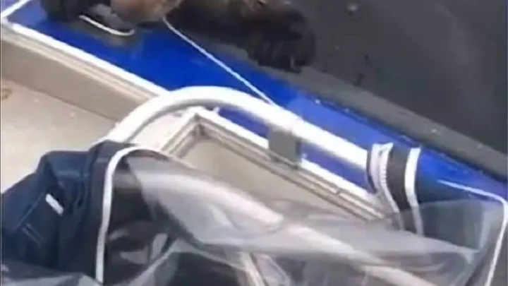 Echa un vistazo a las cosas impactantes que hace esta madre osa mientras los pescadores salvan a sus cachorros