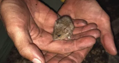Politie rukt uit vanwege ijselijke gil: oproerkraaier blijkt verdwaalde muis