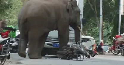 8 Stunning Stories Of Animals Who Took Revenge On Humans