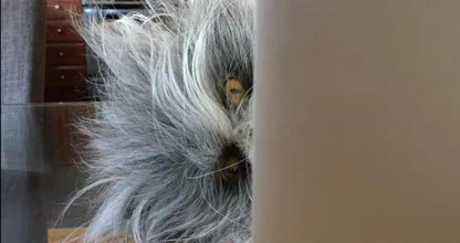 Het internet is in de war: staat hier nu een hond of een kat op de foto? Weet jij het?!