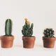 Prikkelende planten: zó moet je een cactus verzorgen