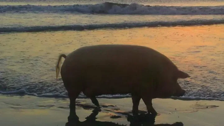Einige der lustigsten Strandbilder: Manche gehen zu weit!