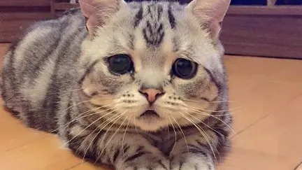 12 Katzen die 'etwas anders' auf die Welt kamen und unsere Herzen zum Schmelzen brachten.