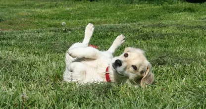 Zo kom je van de geur af als je hond door iets smerigs gerold heeft